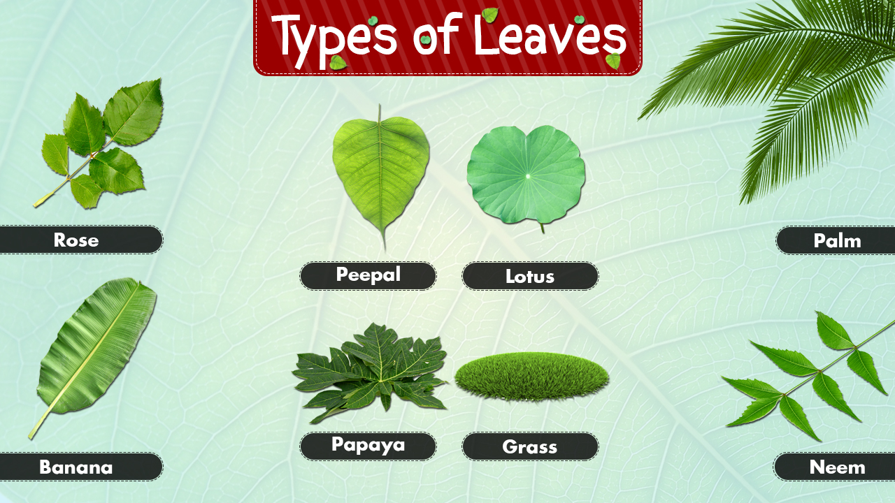 infographic image