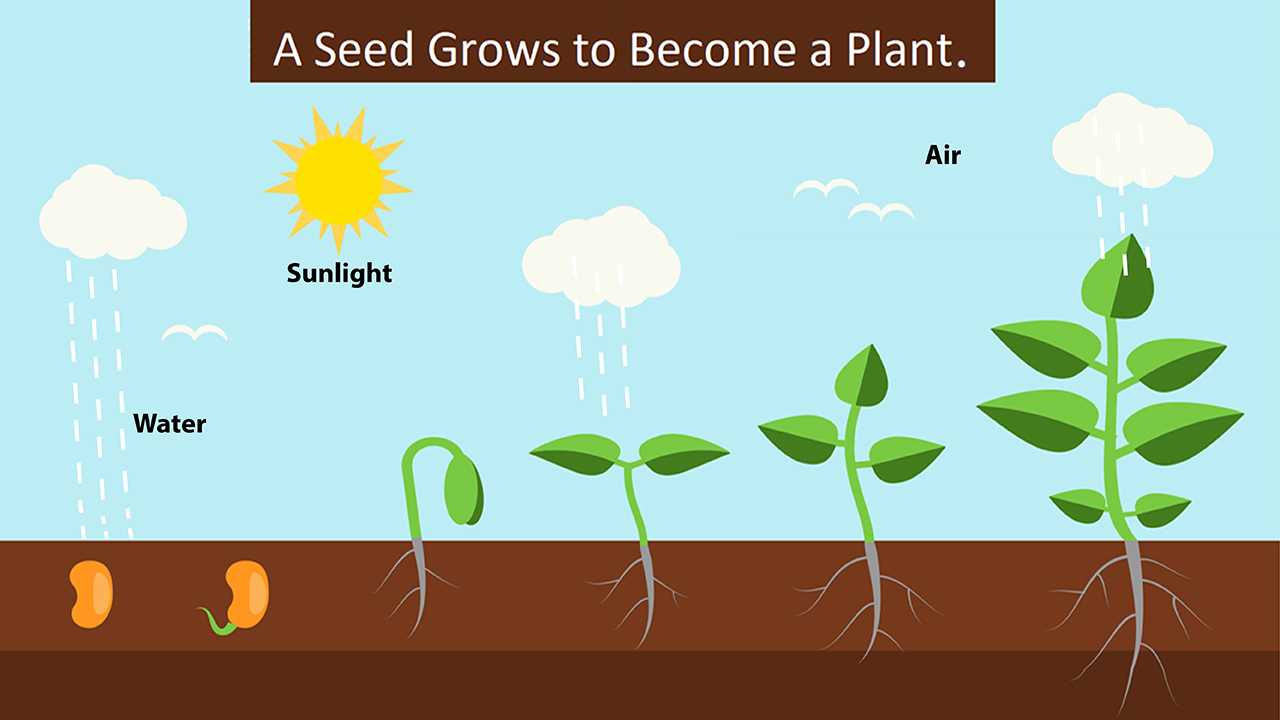 infographic image
