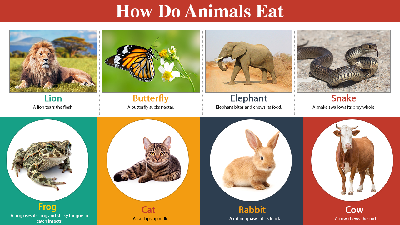 infographic image