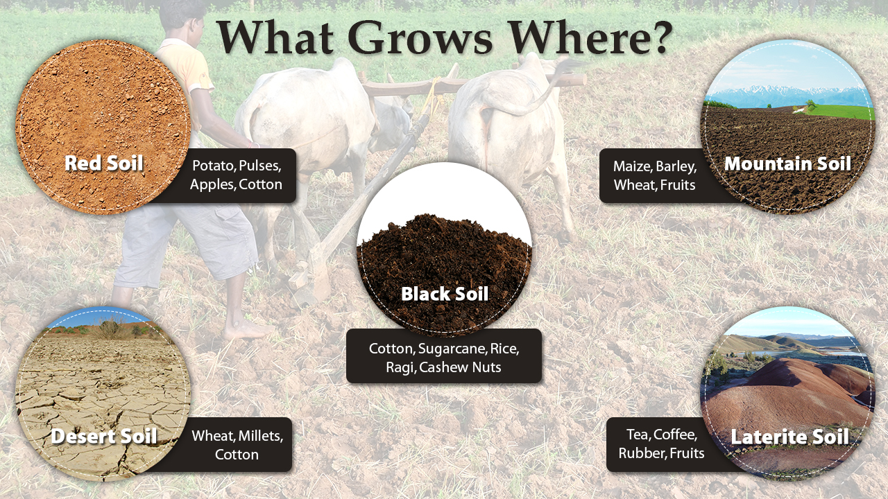 infographic image