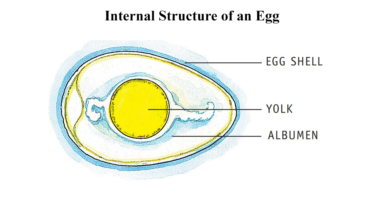 imfographic image
