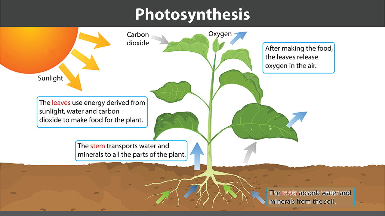 infographic image