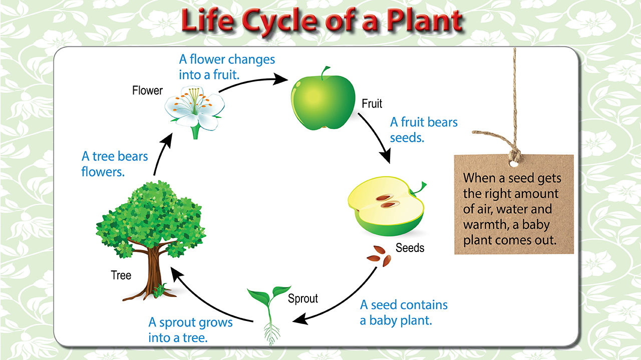 infographic image