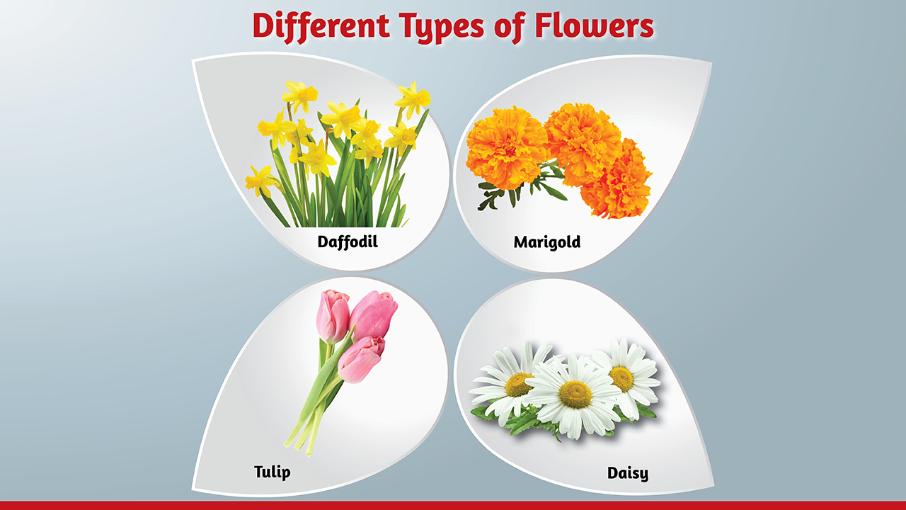 infographic image